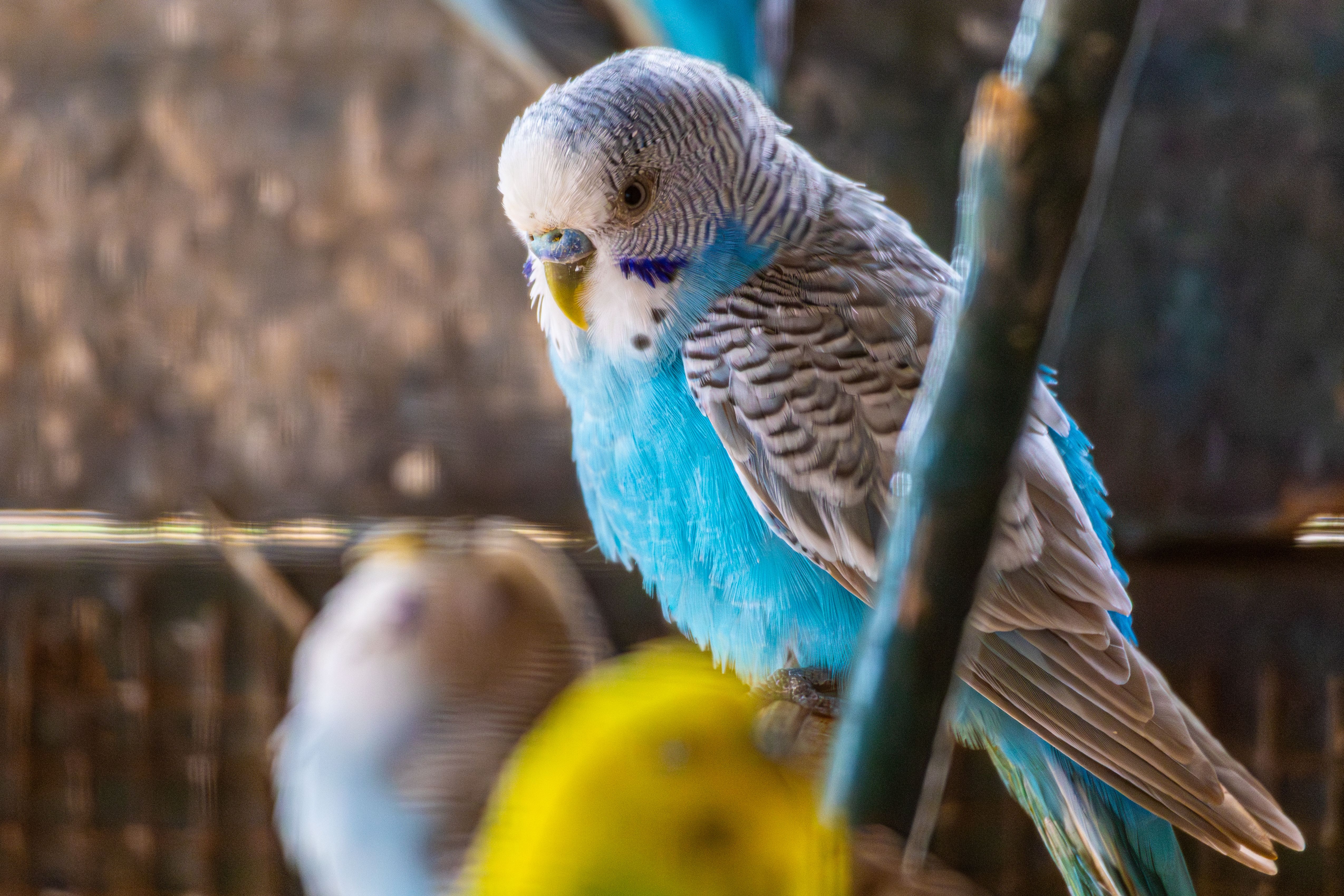 how to care for pet parakeets Recognizing Health Problems Early