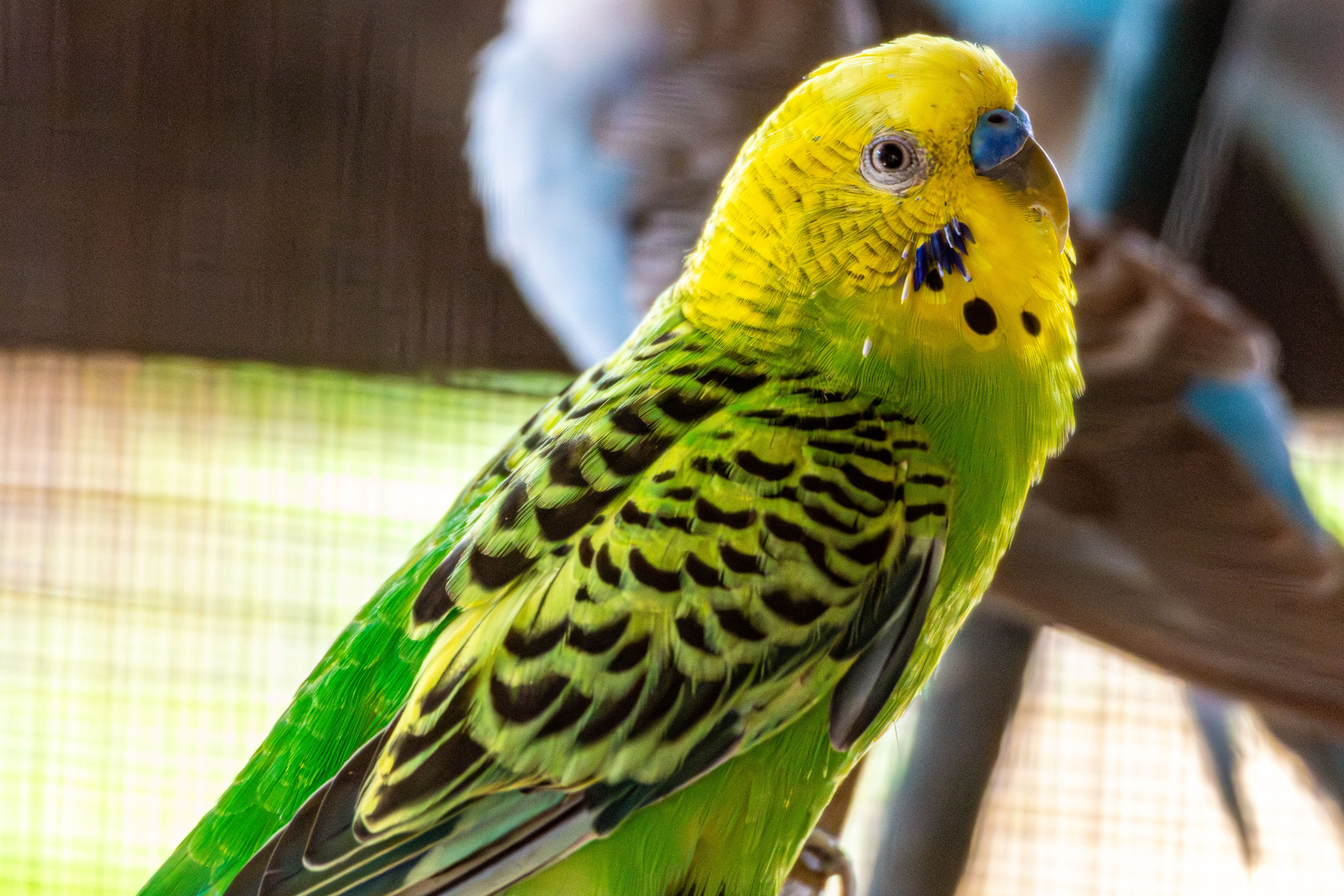 Green and yellow budgerigar showing the familiar wild-type color series