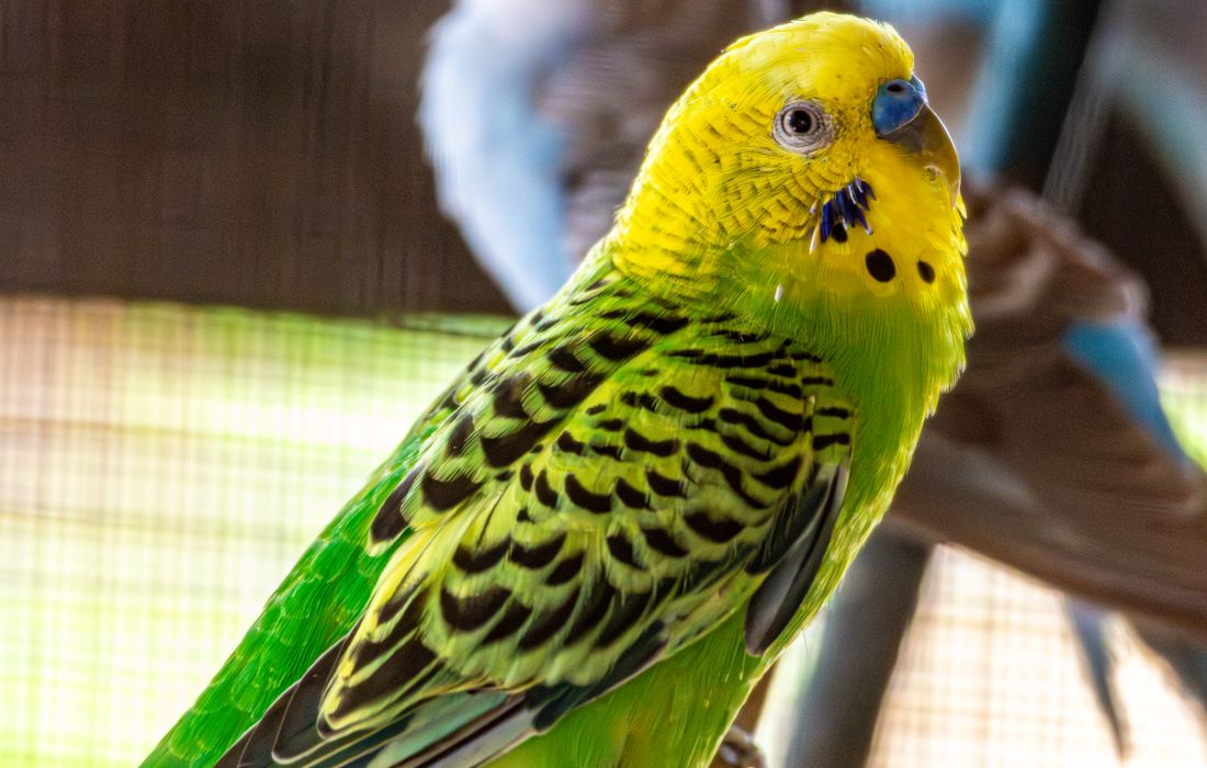 Green and yellow budgerigar showing the familiar wild-type color series