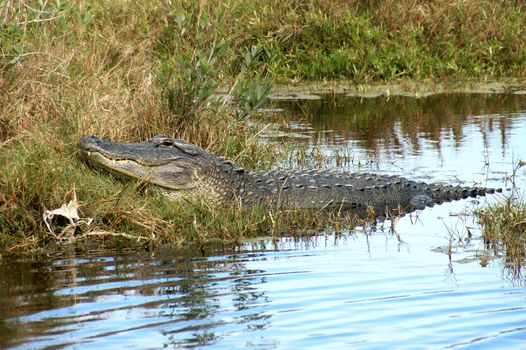 Everglades airboat safari — Miami