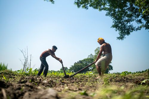Free Two farmers working in a vibrant green field under a bright sky in rural Mymensingh, Bangladesh. Stock Photo