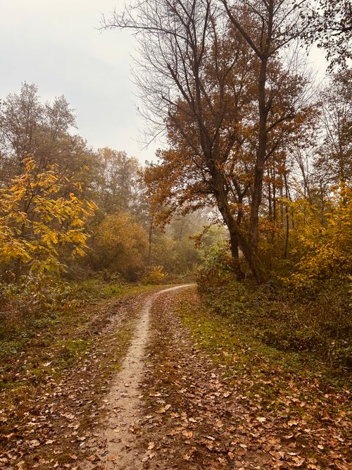 Free A tranquil forest pathway covered in autumn leaves, enveloped by colorful trees. Stock Photo