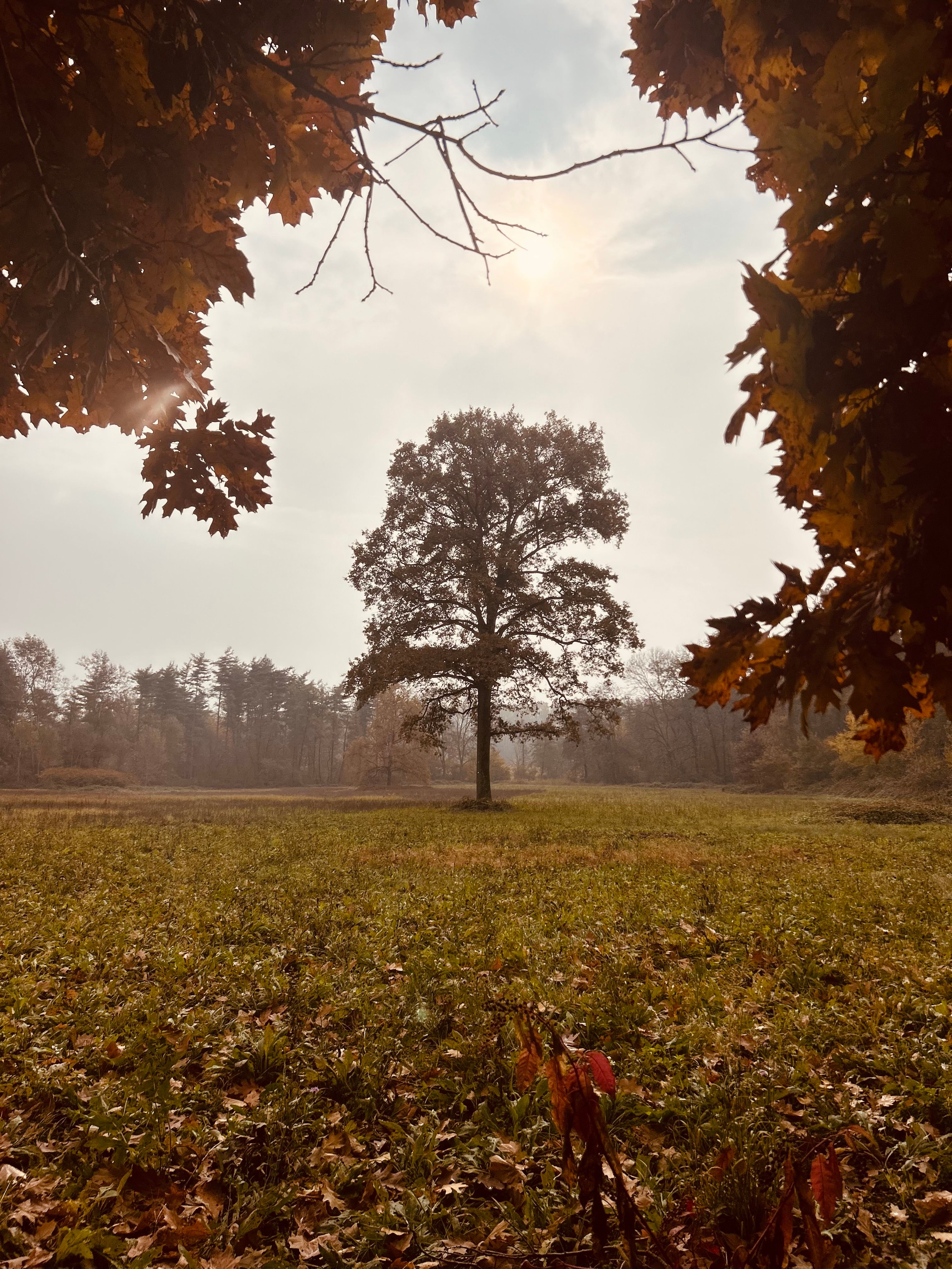 Solitary Oak Tree in Autumn Field · Free Stock Photo