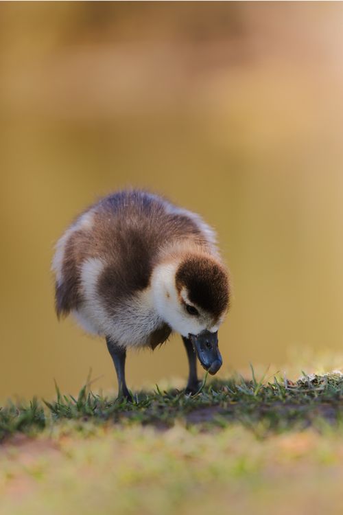 Free Cute gosling foraging on grass with warm sunlight. Perfect stock photo for nature and wildlife themes. Stock Photo