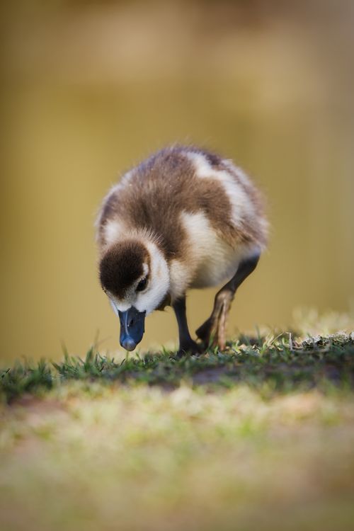 Free Adorable gosling exploring grassy field, showcasing spring wildlife. Stock Photo