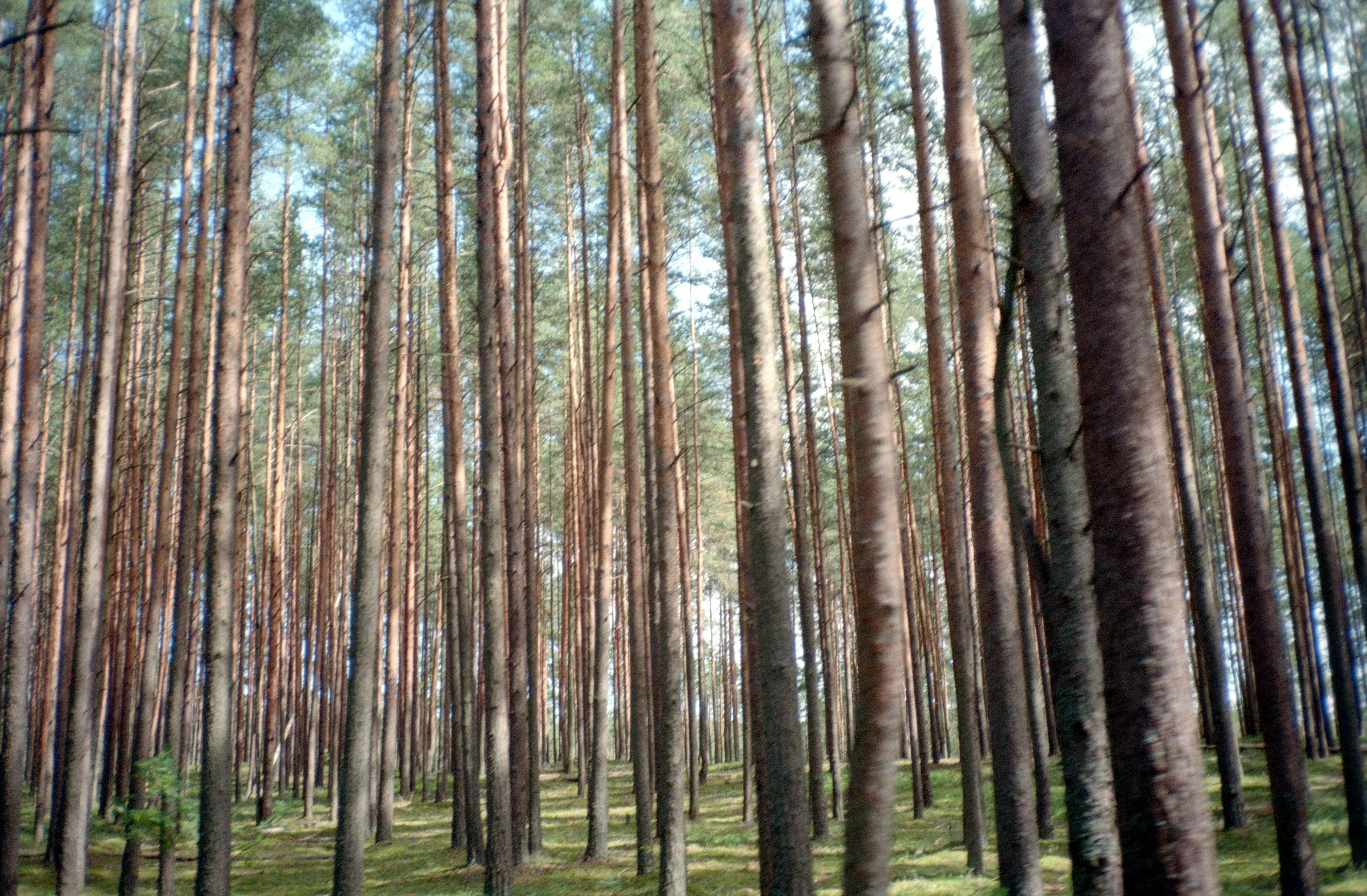 Tall Pine Forest with Vertical Tree Patterns · Free Stock Photo