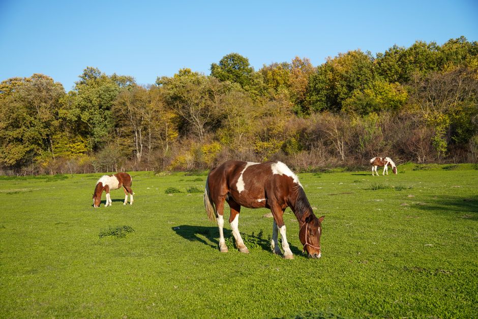 https://images.pexels.com/photos/34596942/pexels-photo-34596942.jpeg?auto=compress&cs=tinysrgb&h=650&w=940