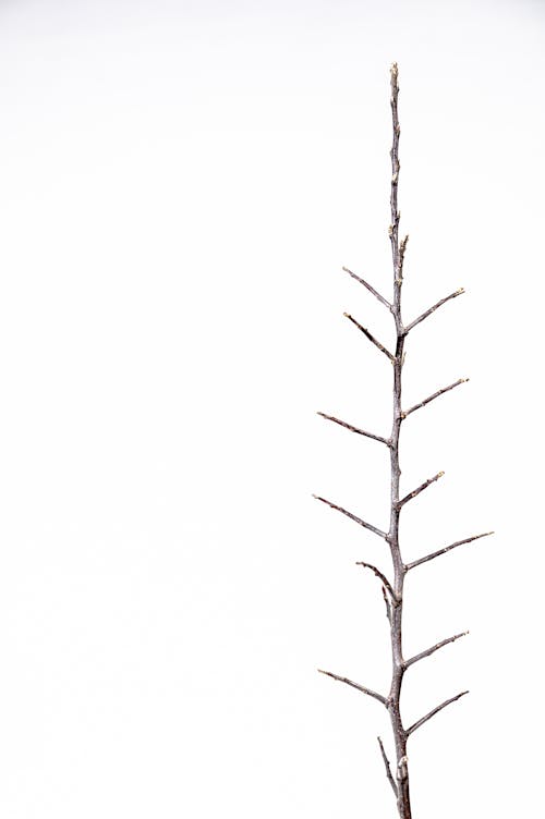 白色背景的棕色樹枝