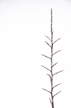 白色背景上光秃秃的树枝，展现了简约与极简主义
