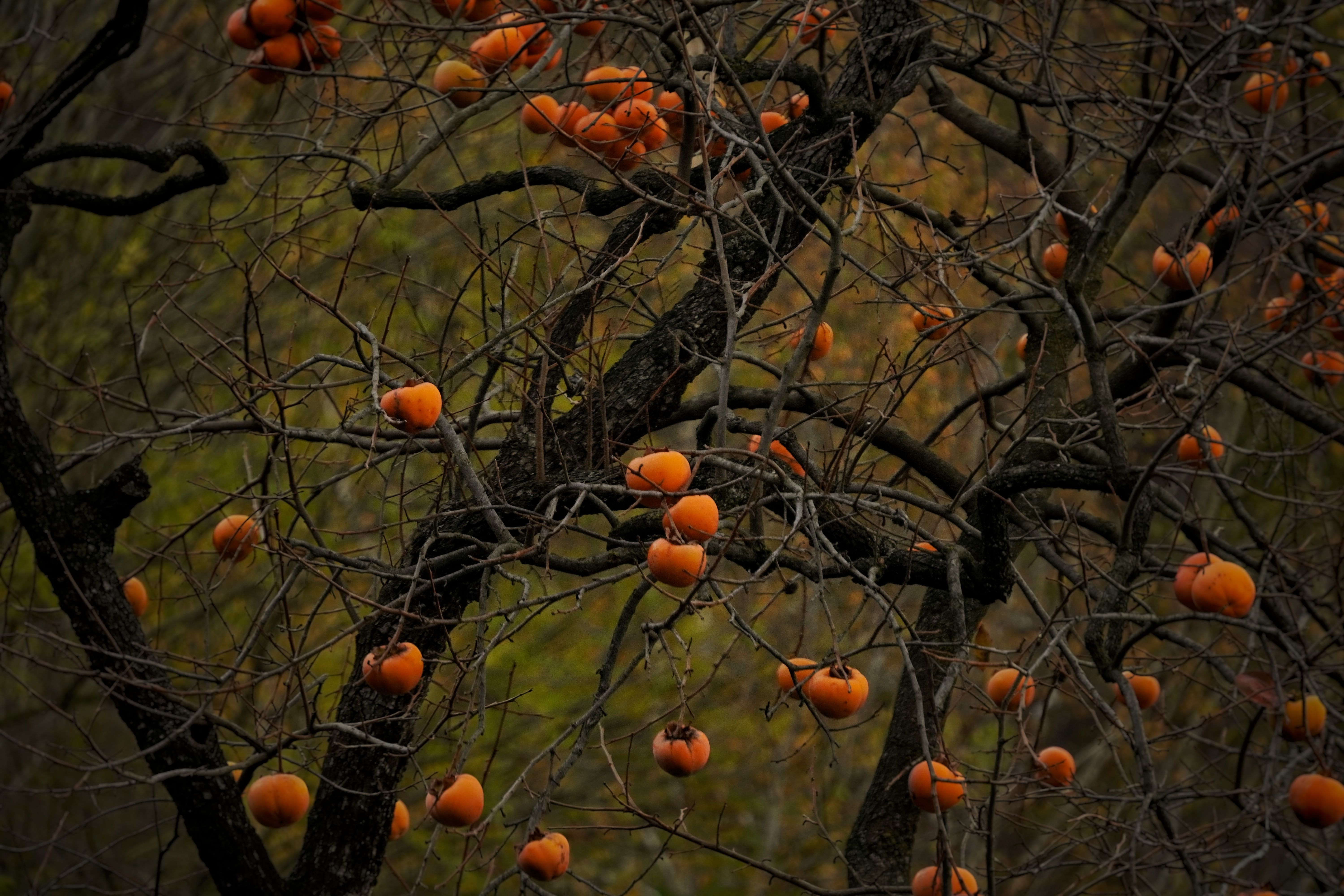 Vibrant Persimmon Tree in Autumn Landscape · Free Stock Photo