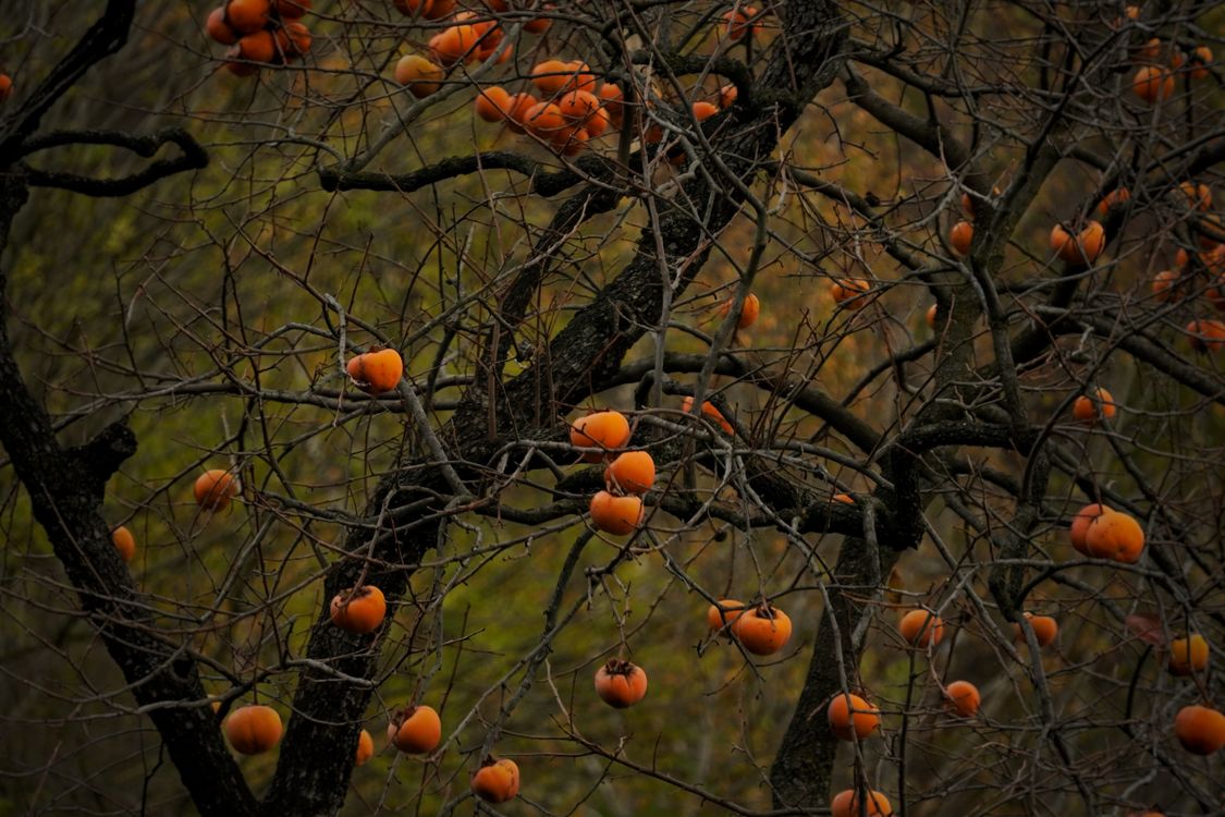 Vibrant Persimmon Tree in Autumn Landscape · Free Stock Photo