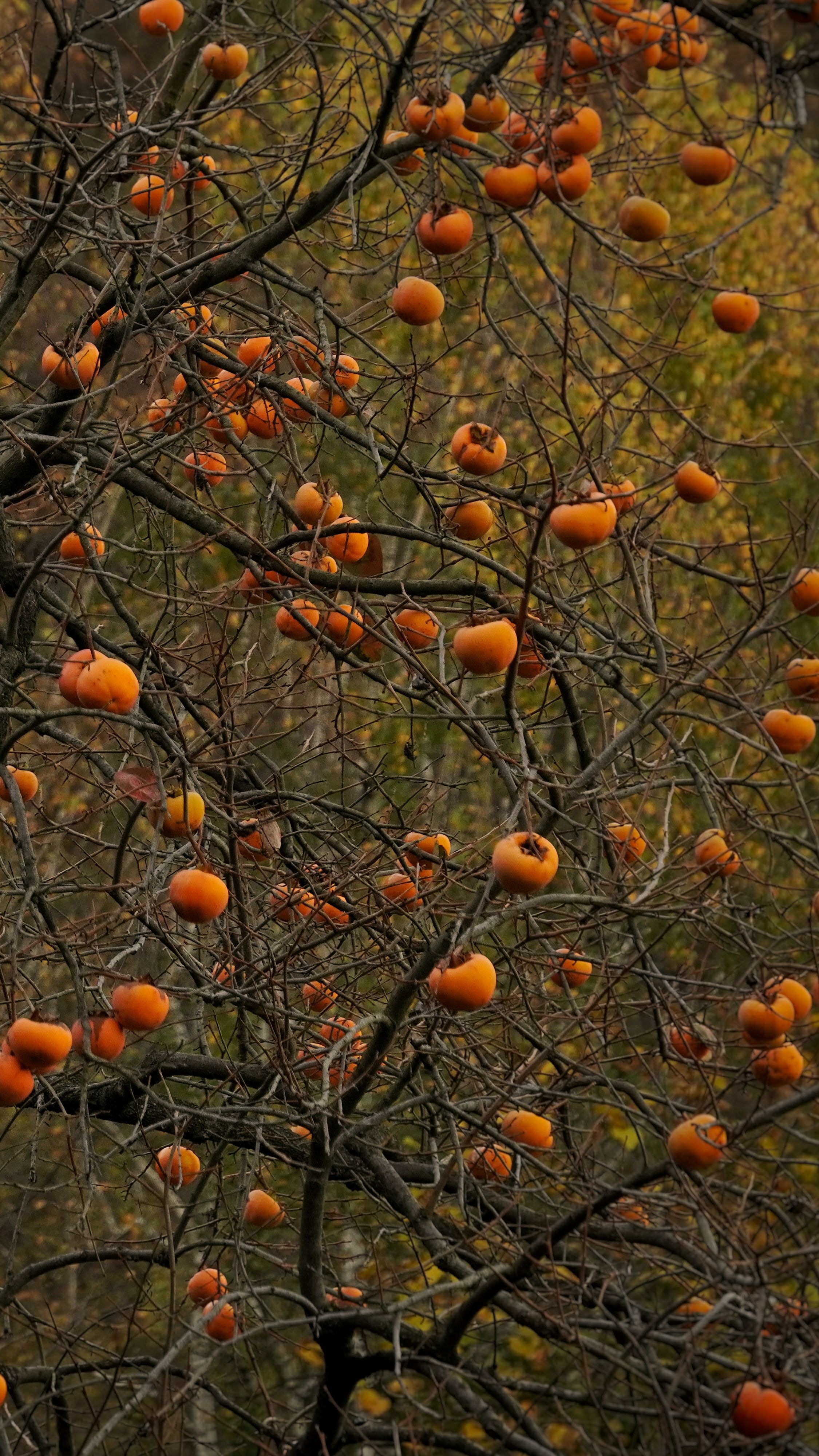 Autumn Persimmon Tree with Ripe Fruit · Free Stock Photo