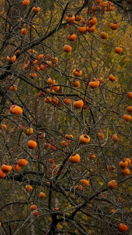 Autumn Persimmon Tree with Ripe Fruit · Free Stock Photo