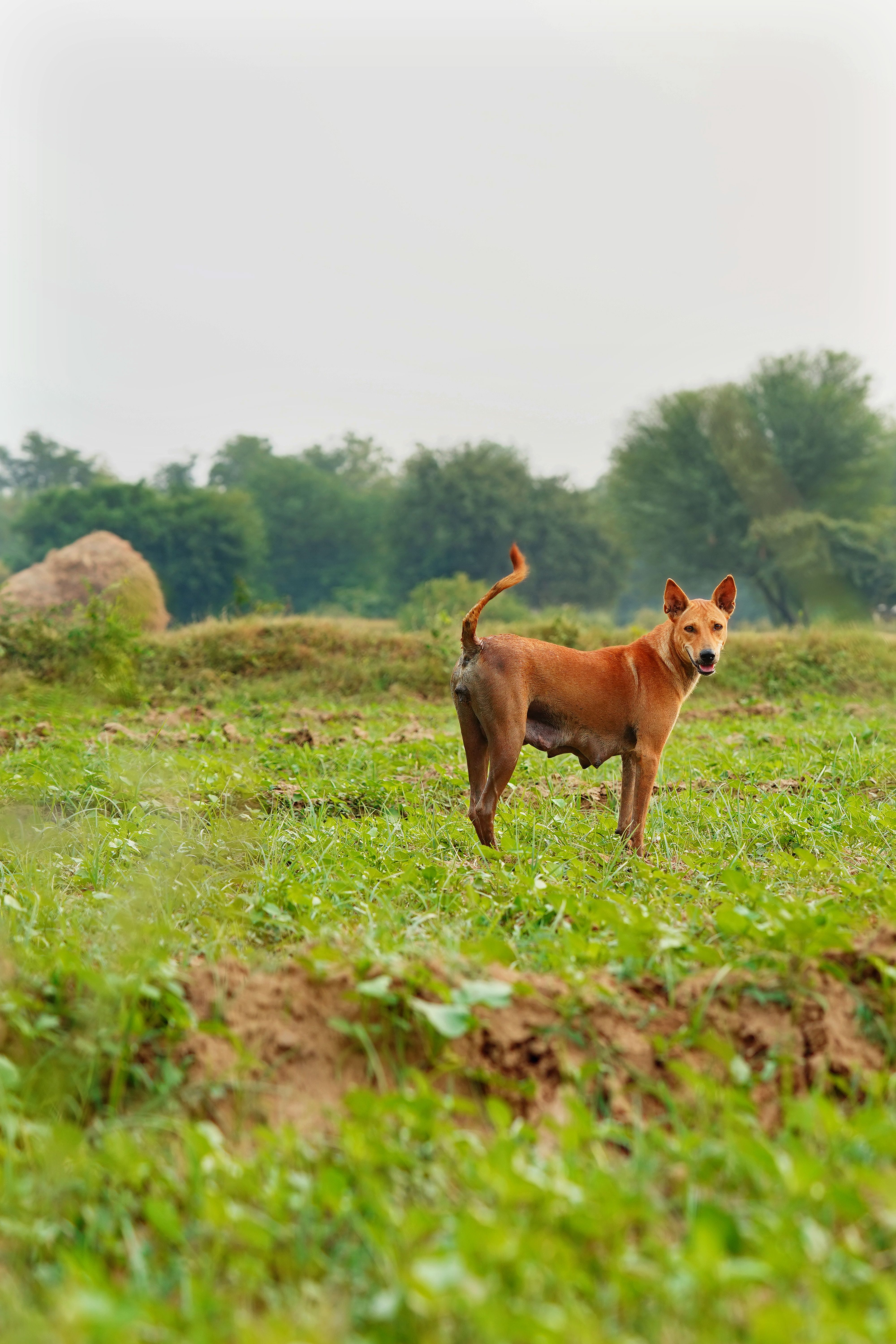 Lone Brown Dog in Lush Green Field Outdoors · Free Stock Photo