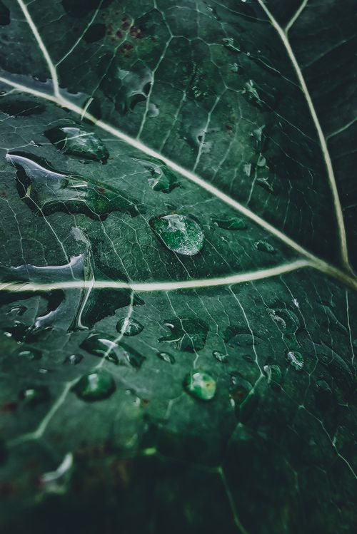 Free Macro shot of raindrops on a deep green leaf, highlighting texture and detail. Stock Photo