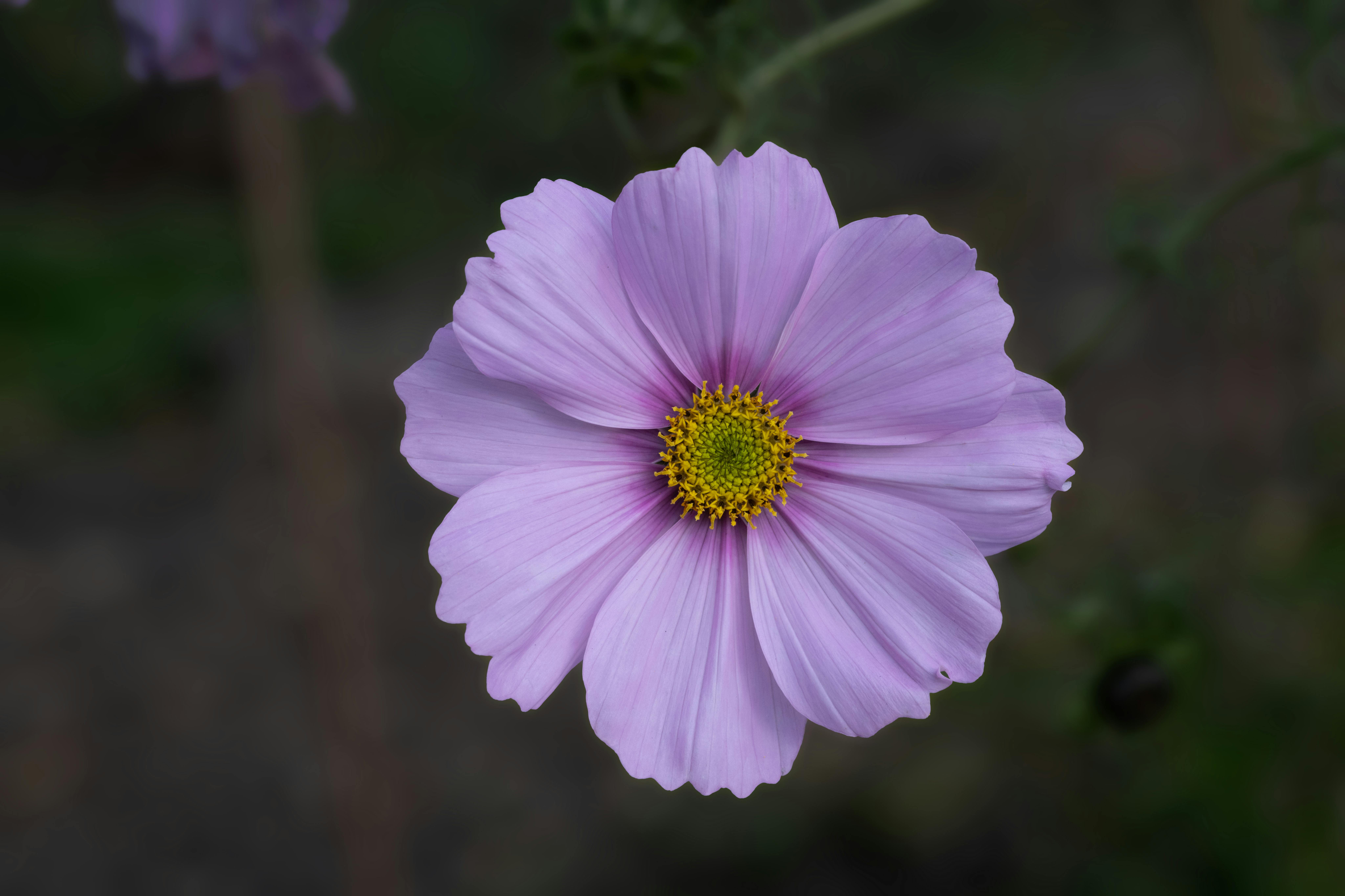 Cultivo Sostenible de Cosmos: Preparación del Suelo, Riego, Nutrición y Sanidad