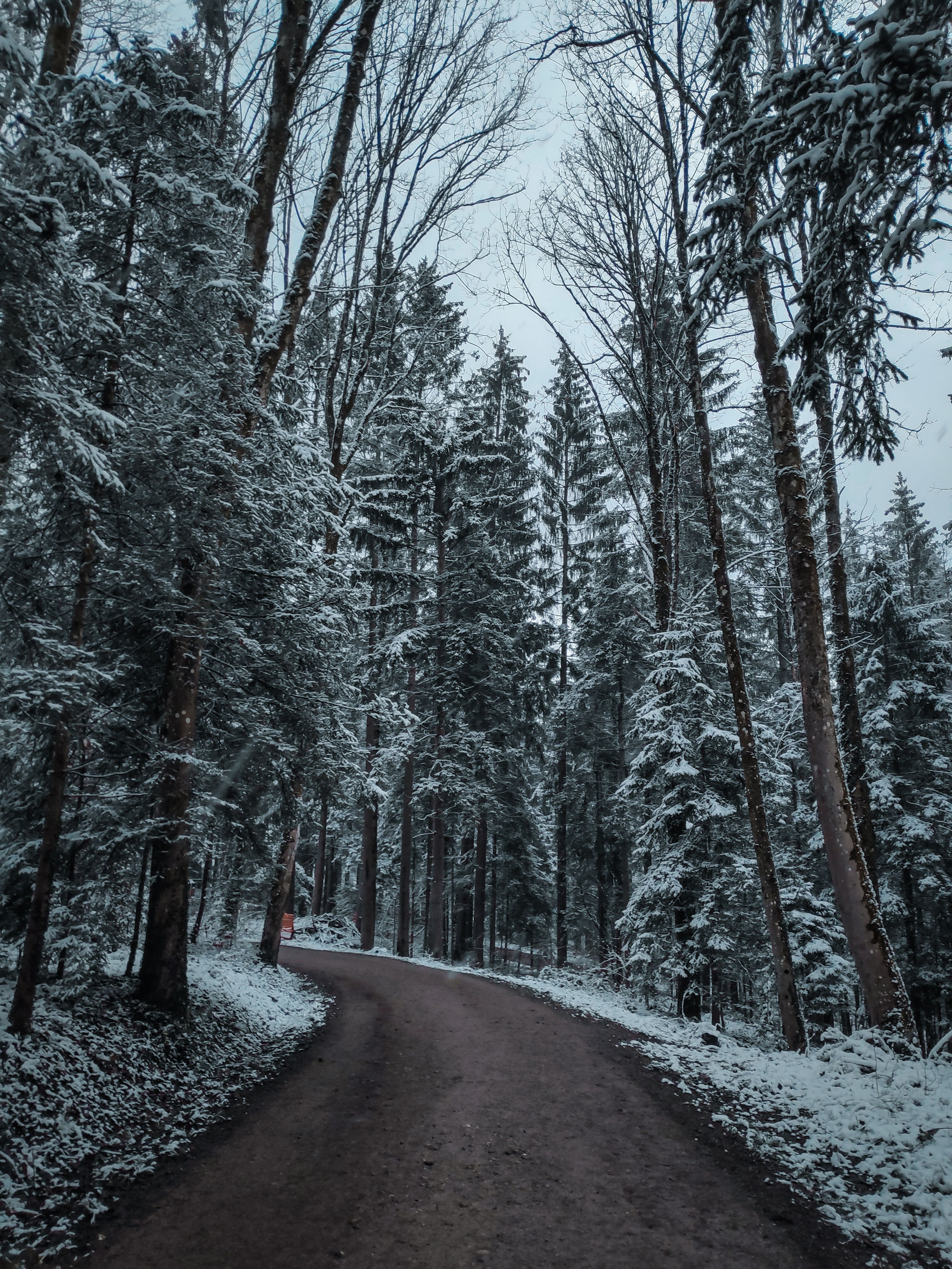 A Pathway Between Trees in the Forest · Free Stock Photo