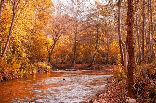 Picturesque autumn river landscape with vibrant orange and yellow foliage, creating a serene outdoor scene.
