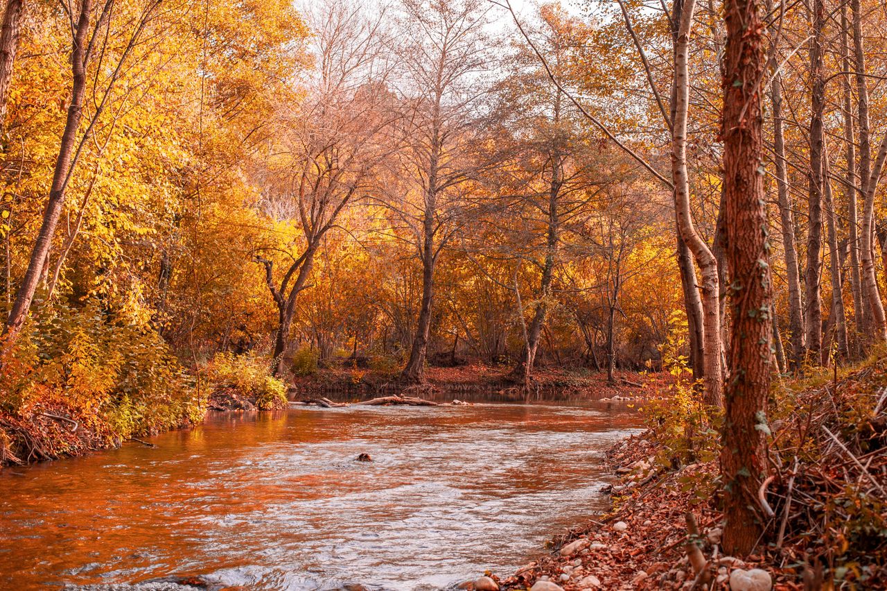 picturesque autumn river landscape with vibrant orange and yellow foli
