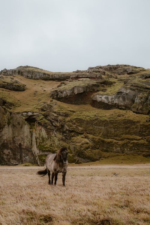 Free A majestic Icelandic horse stands on a grassy plain with rocky hills in the background. Stock Photo