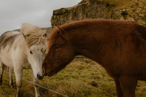 Free Two Icelandic horses share a tender moment in a rugged, scenic outdoor landscape. Stock Photo