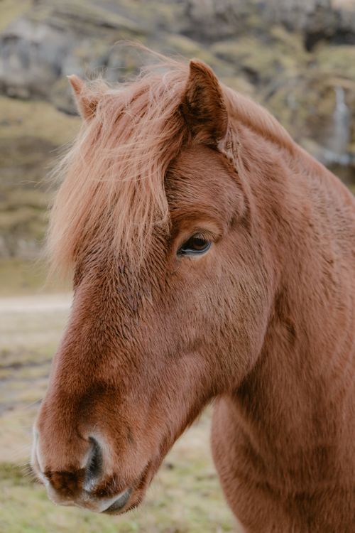 Free A close-up portrait of a beautiful chestnut Icelandic horse outdoors. Stock Photo