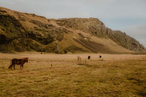 Free Icelandic horses graze peacefully in a grassy plain against a backdrop of rugged mountains. Stock Photo