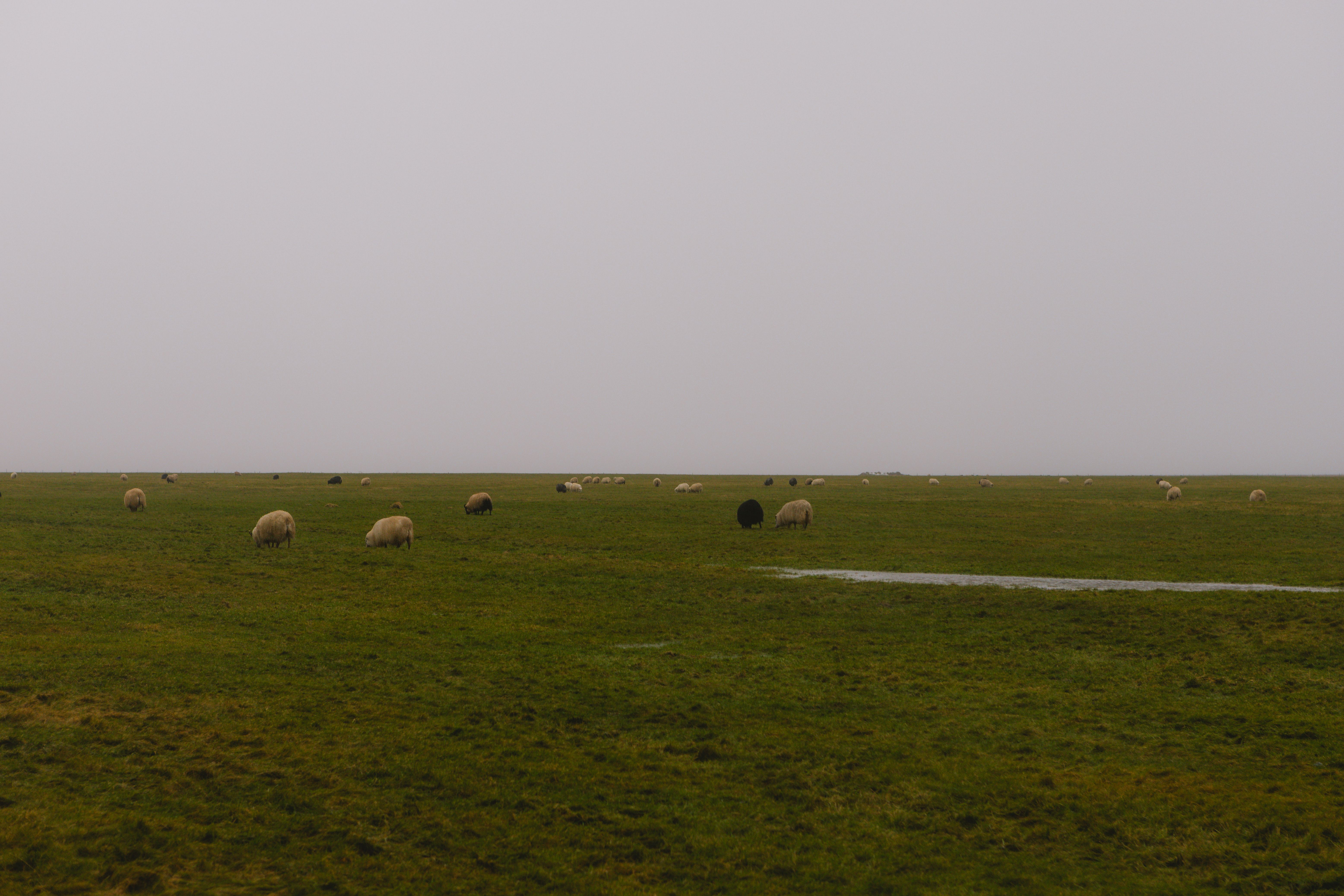 Grazing Sheep on Misty Grassland Landscape · Free Stock Photo