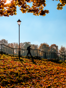 A man walking along a leaf-covered park path under autumn trees and a lamp post.