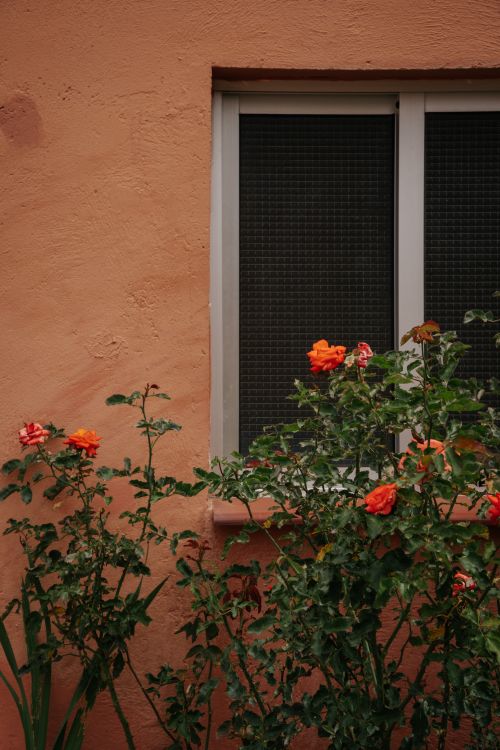 Free Orange roses flourish by a rustic wall and window in Vallehermoso, Canary Islands, Spain. Stock Photo