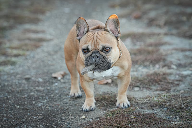 Small Shih Tzu and medium-sized Cocker Spaniel wearing size-matched genuine leather engraved anti-loss collars