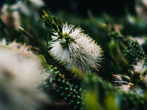 Free Detailed macro shot of a white bottlebrush flower among foliage, highlighting nature's beauty. Stock Photo