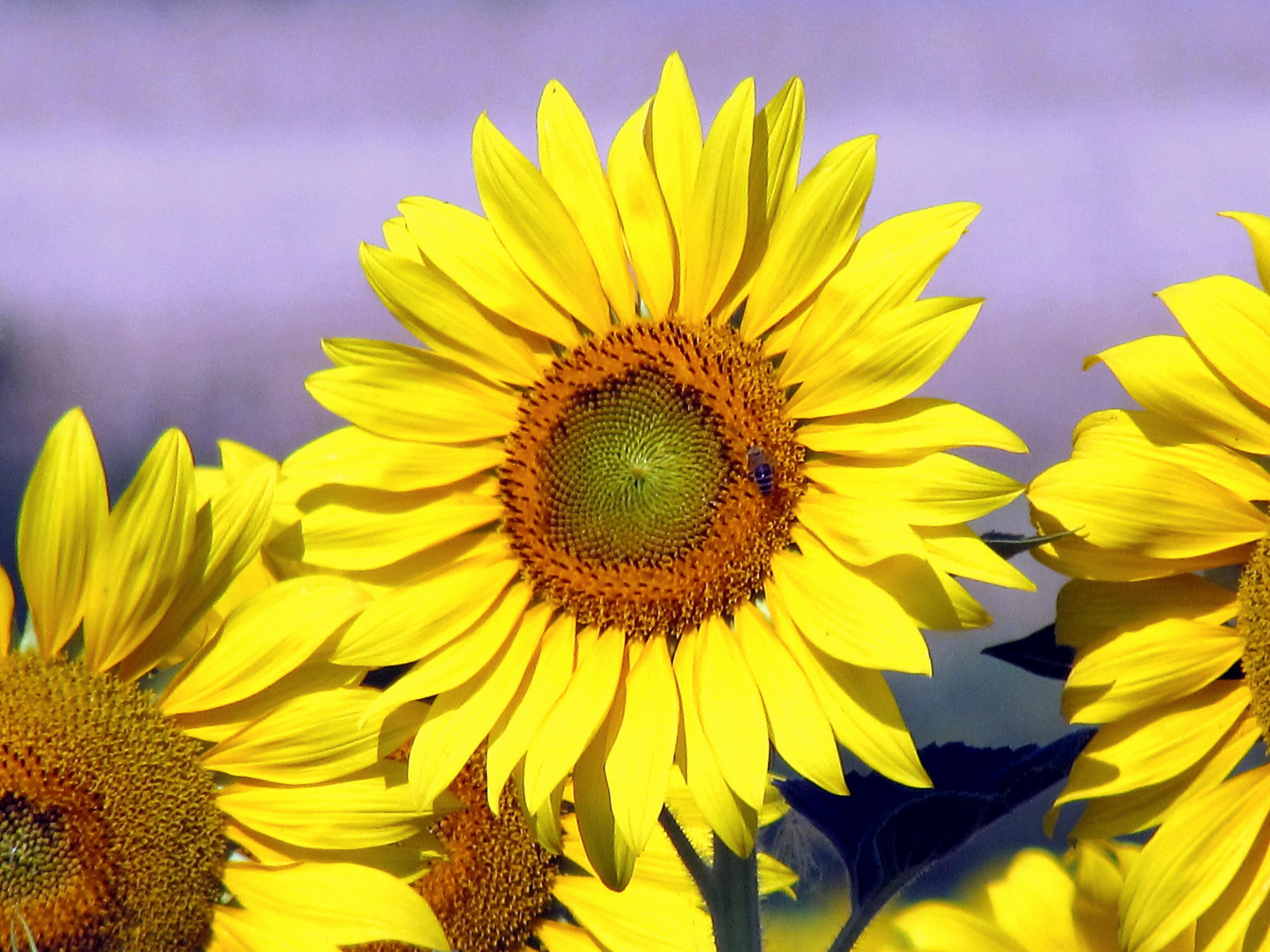 Free stock photo of sunflower, sunflower field, sunflowers
