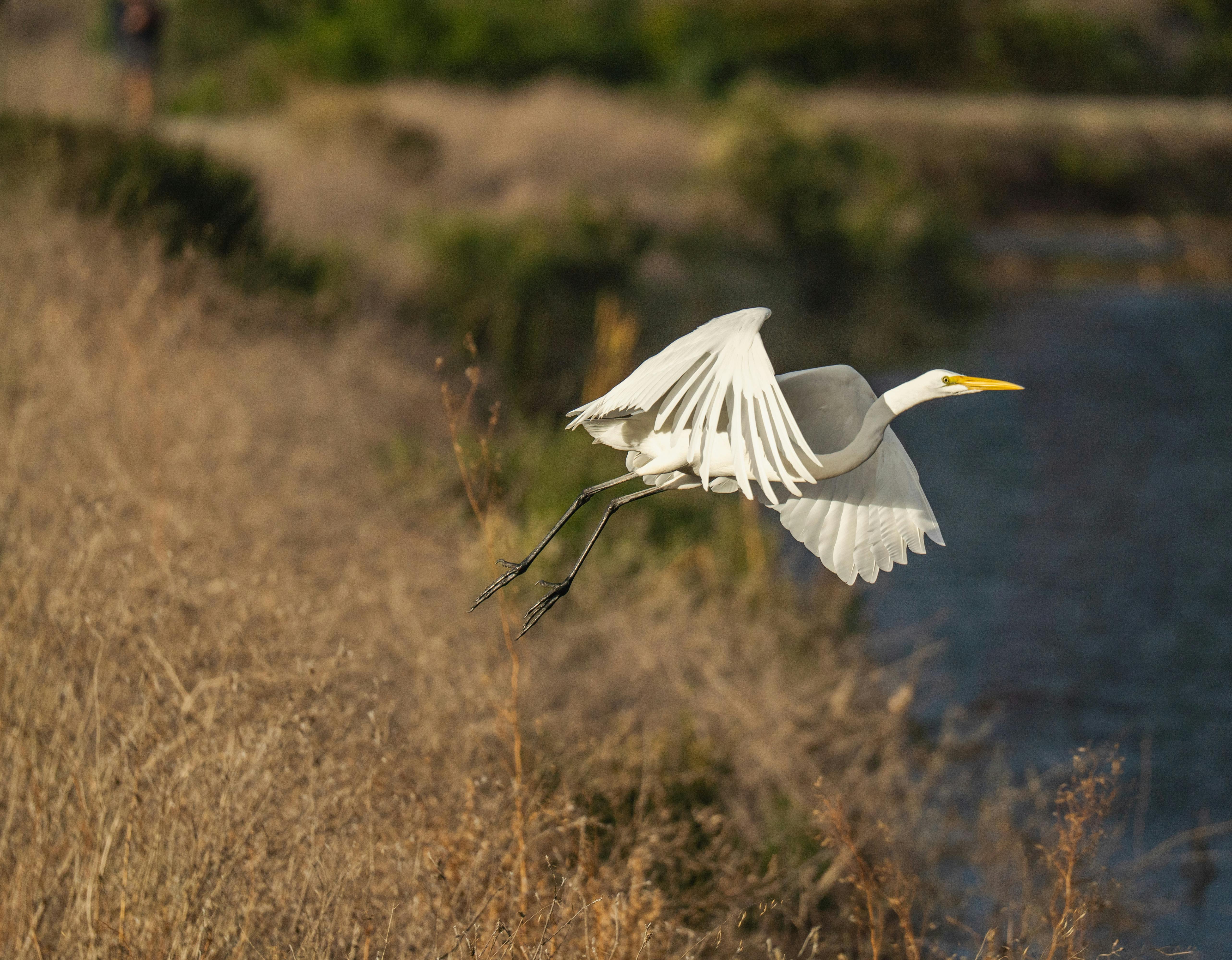 A graceful Great Egret in flight over a serene wetland area, showcasing its pristine white plumage.