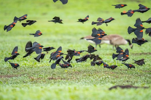 A dynamic scene of red-winged blackbirds flying over a grassy field, showcasing vibrant contrast.