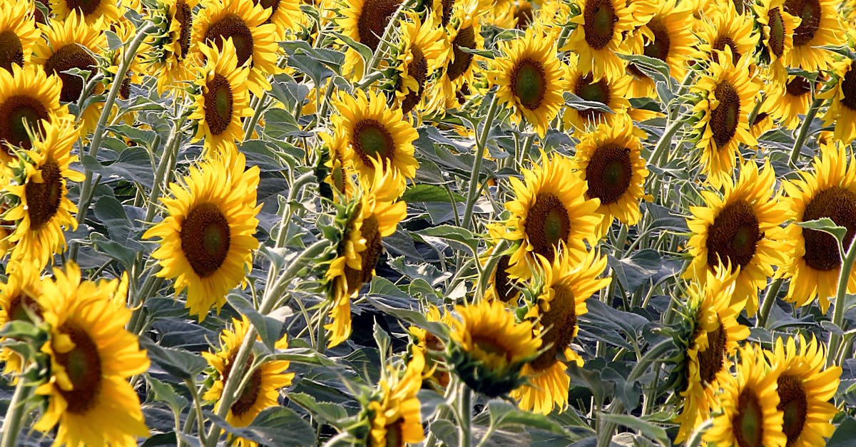 Free stock photo of sunflower, sunflower field, sunflowers