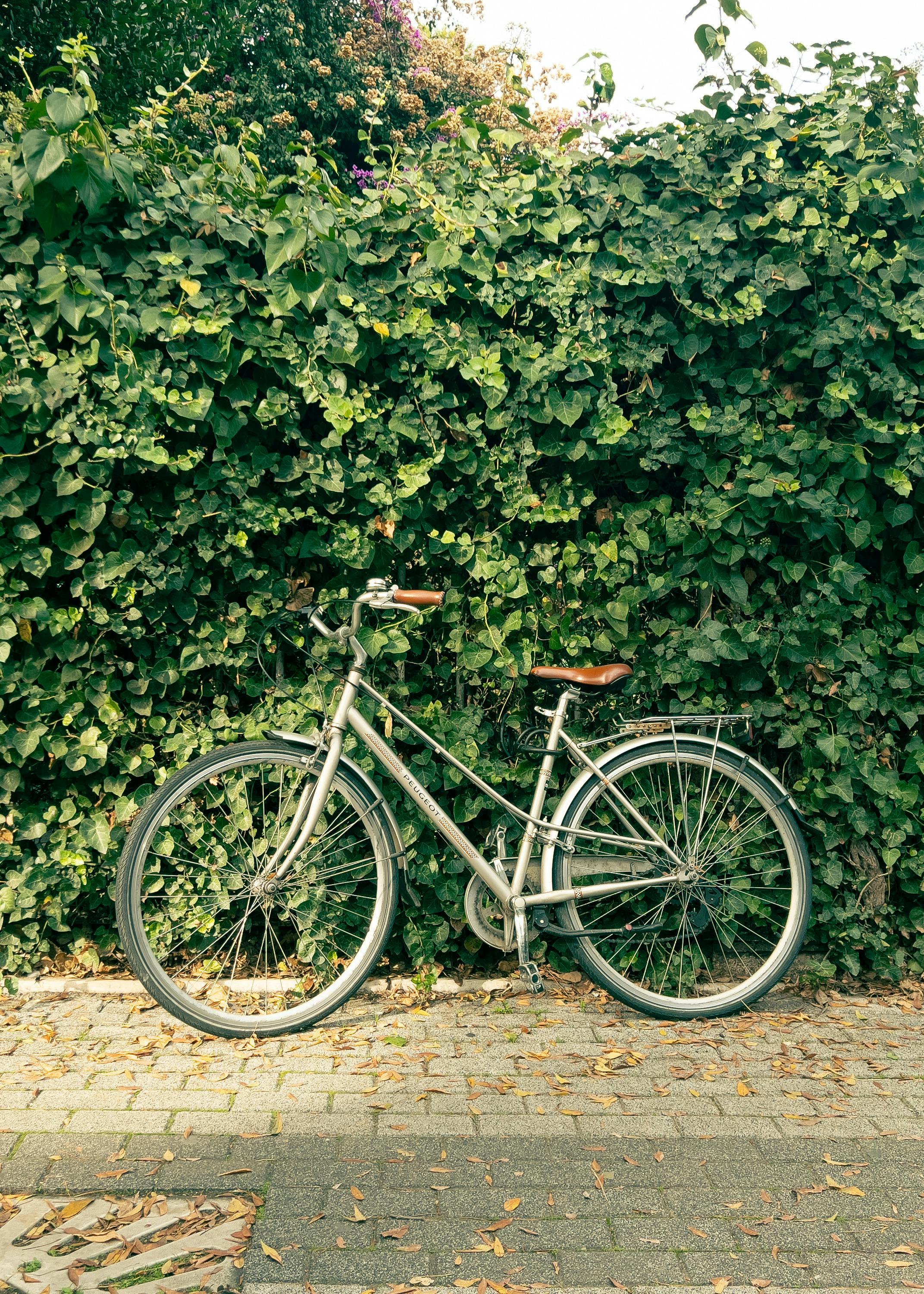A silver bicycle leans against a lush, green hedge on a sunny day.