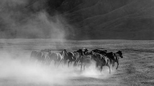 Black and White Horses in Misty Landscape · Free Stock Photo