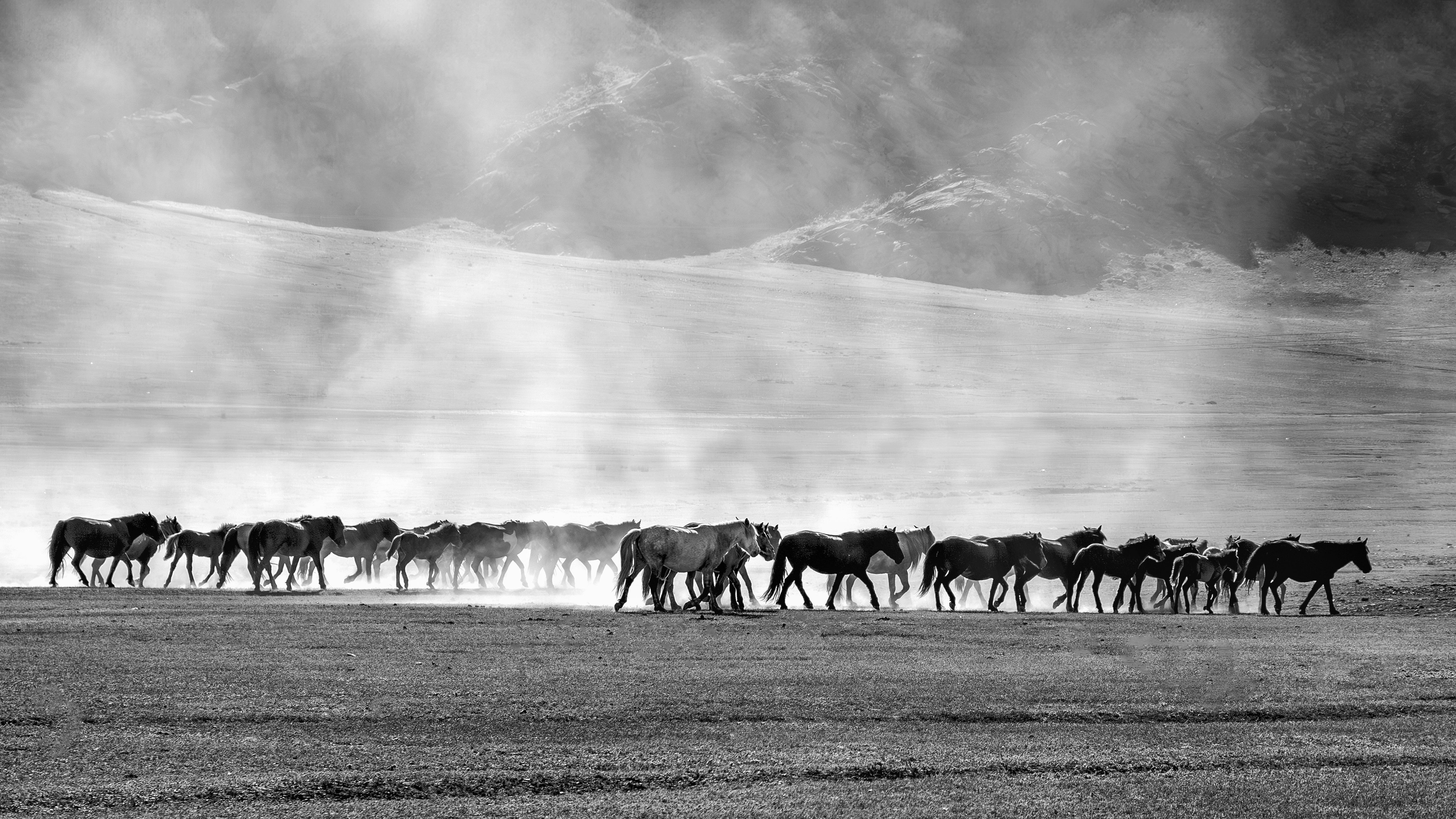 Black and White Horses in Misty Landscape · Free Stock Photo