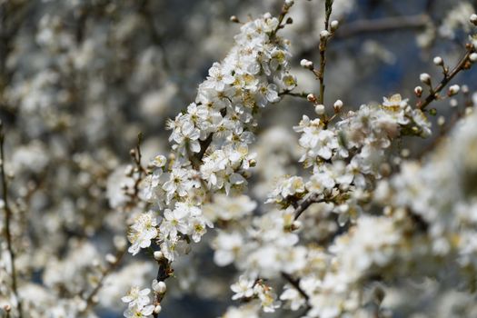 Close-up of delicate white blossoms on tree branches capturing the essence of spring.