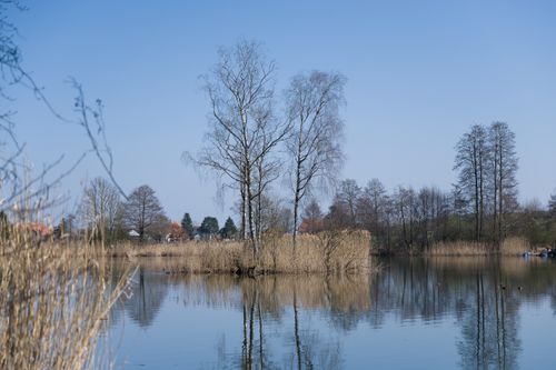 Free A serene lake landscape in Switzerland reflecting trees and reeds under a clear blue sky. Stock Photo
