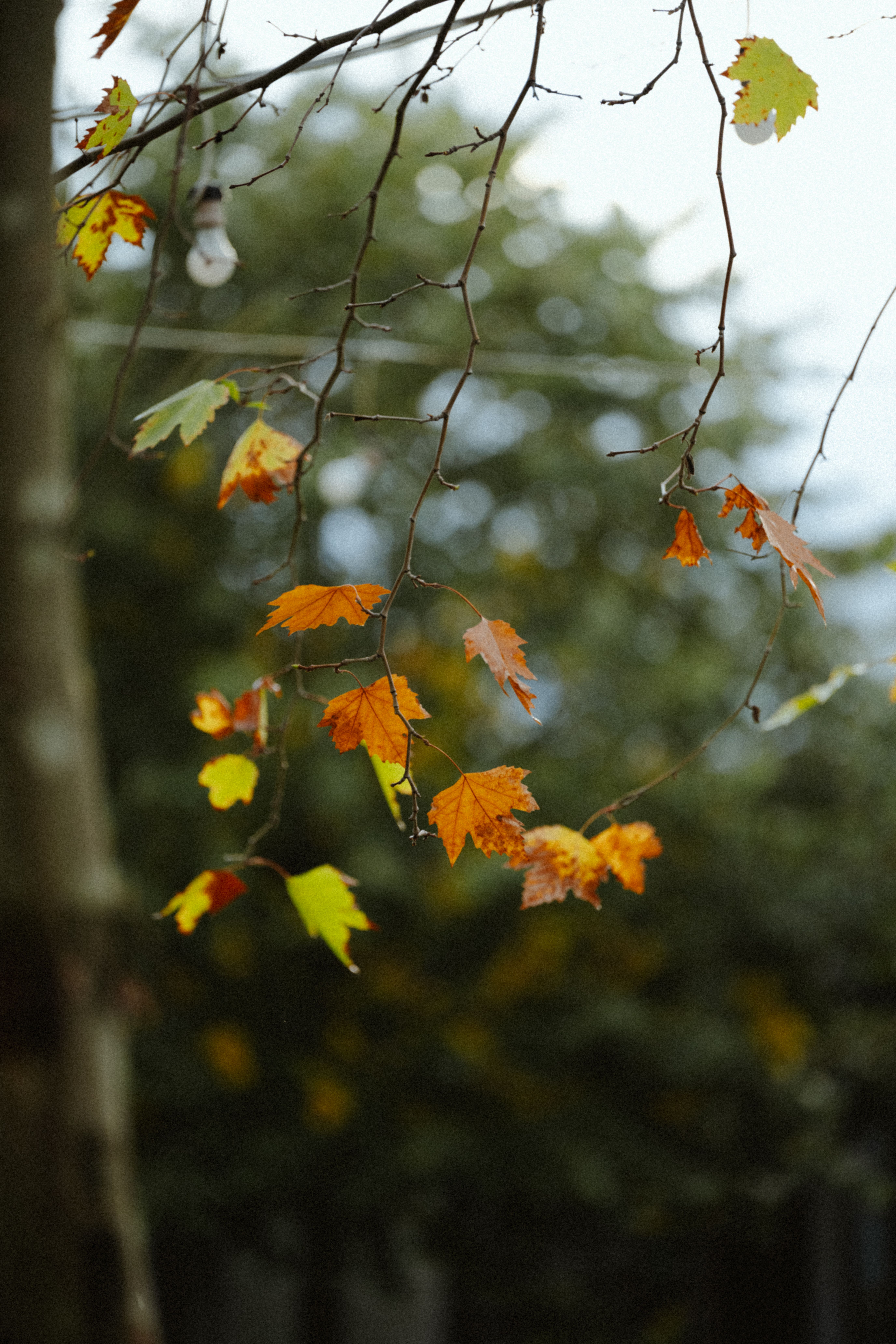 Colorful autumn leaves on tree branches in an urban park in Istanbul fall wallpaper