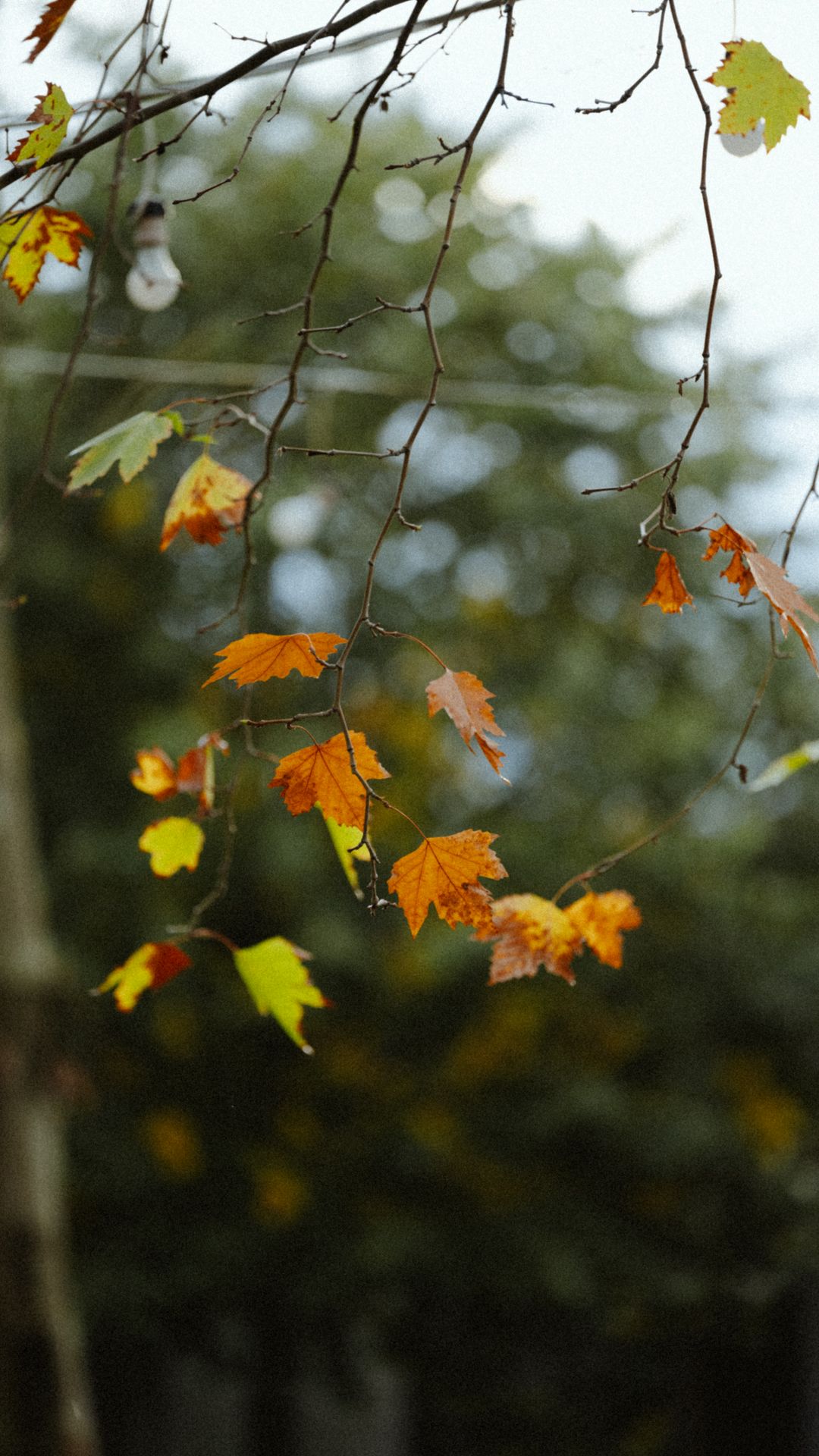 Colorful autumn leaves on tree branches in an urban park in Istanbul fall wallpaper