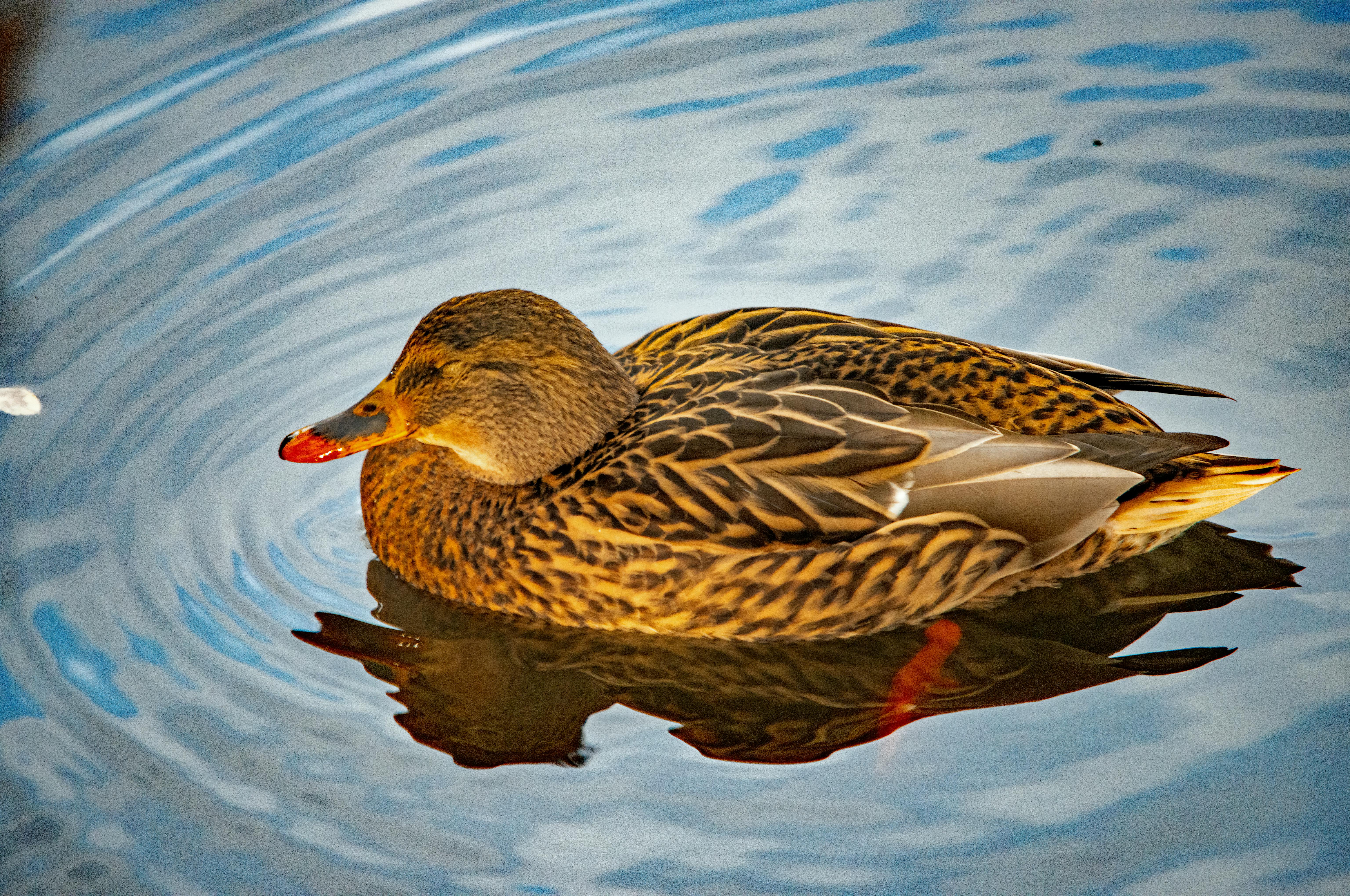 忙碌生活如何有效恢復睡眠質量？專家教你養回健康睡眠