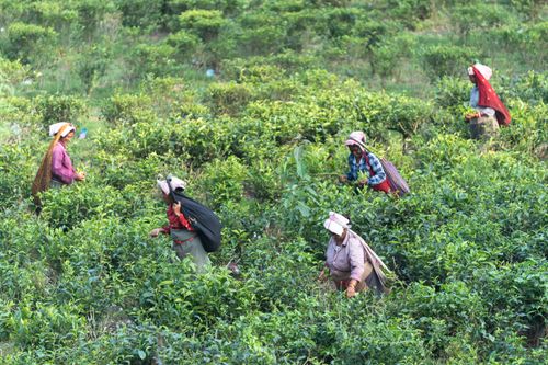 Free Women picking tea leaves in a vibrant green plantation. Rural agriculture in action. Stock Photo