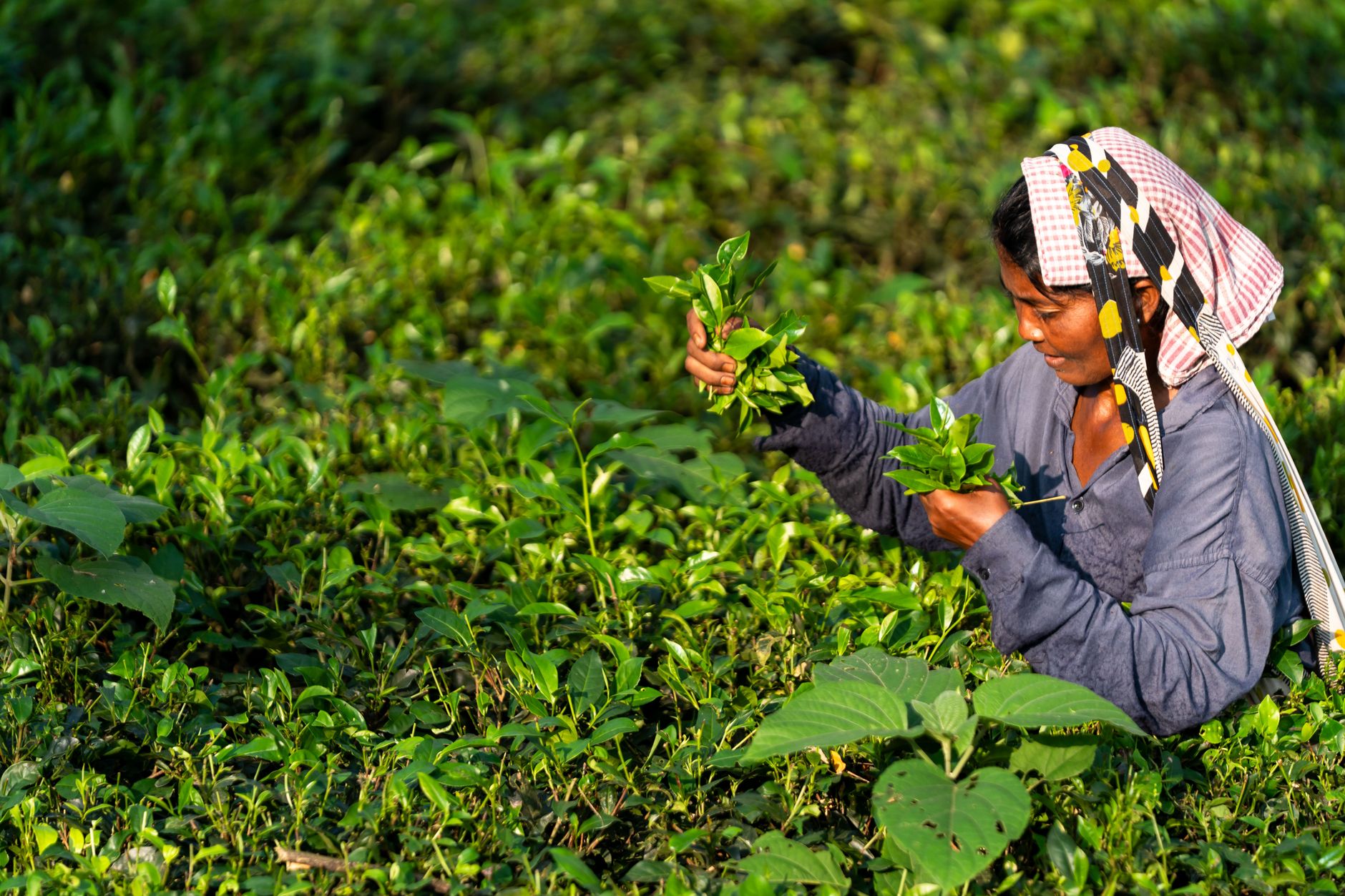 KEETSA Tea Leaf Classic Review 2026: Is the Flagship Worth It?