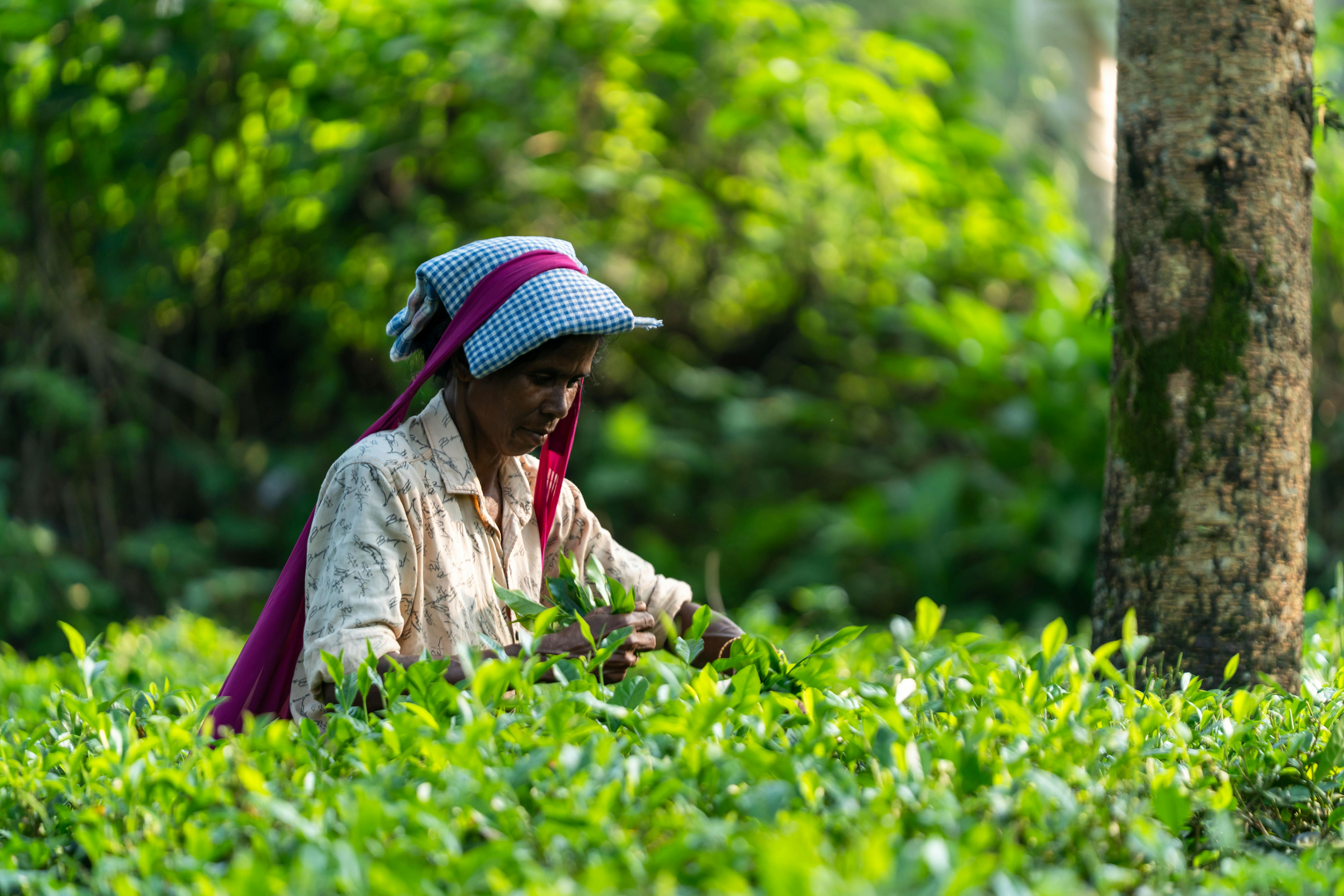 Chañar en Agroforestería: Propagación, Manejo y Valor
