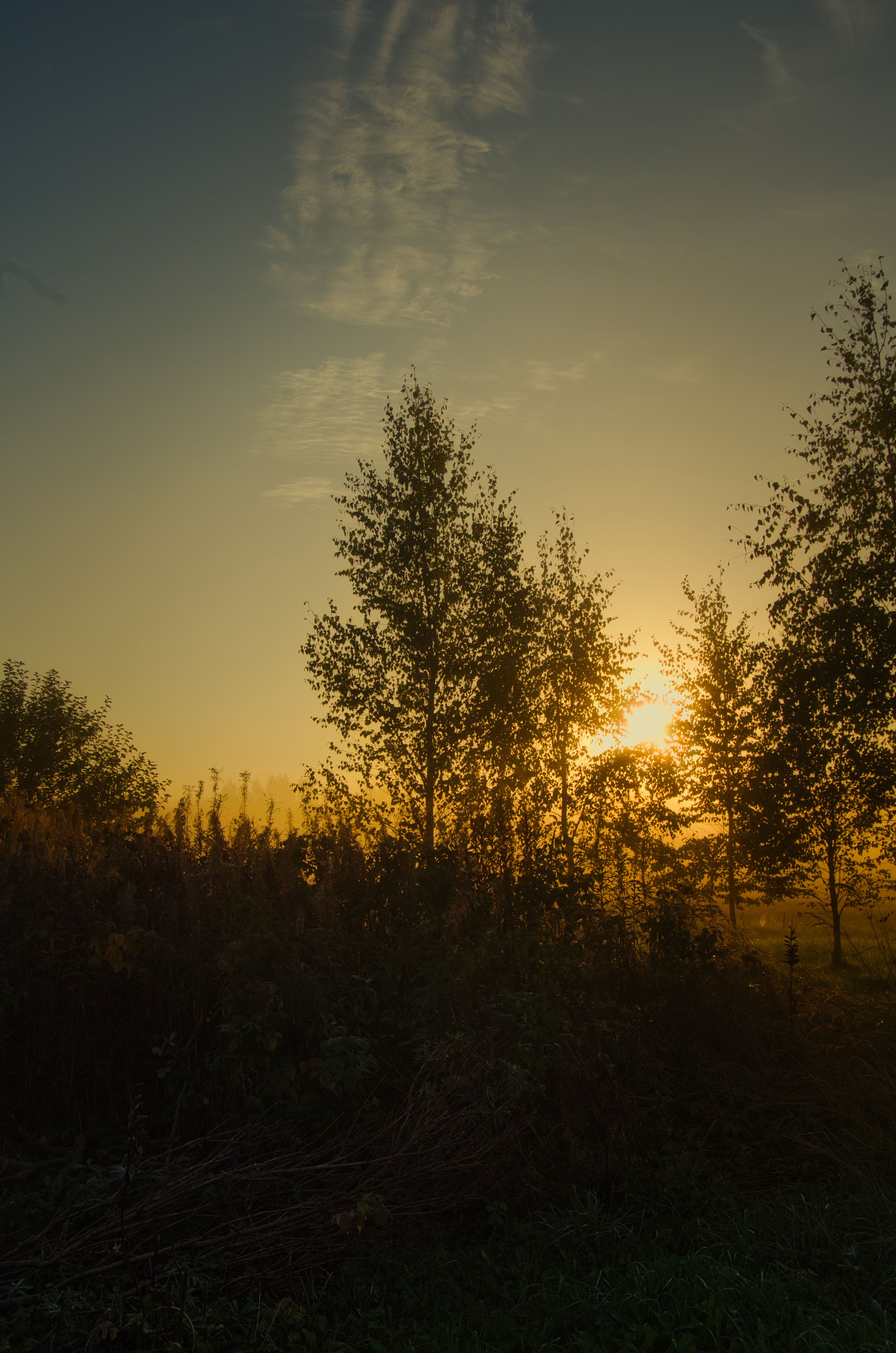 Capture of sunlit autumn trees against a golden sky in Latvian countryside.