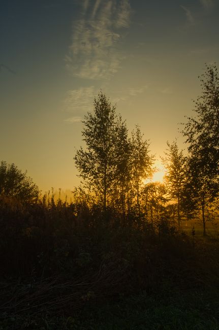 Capture of sunlit autumn trees against a golden sky in Latvian countryside.