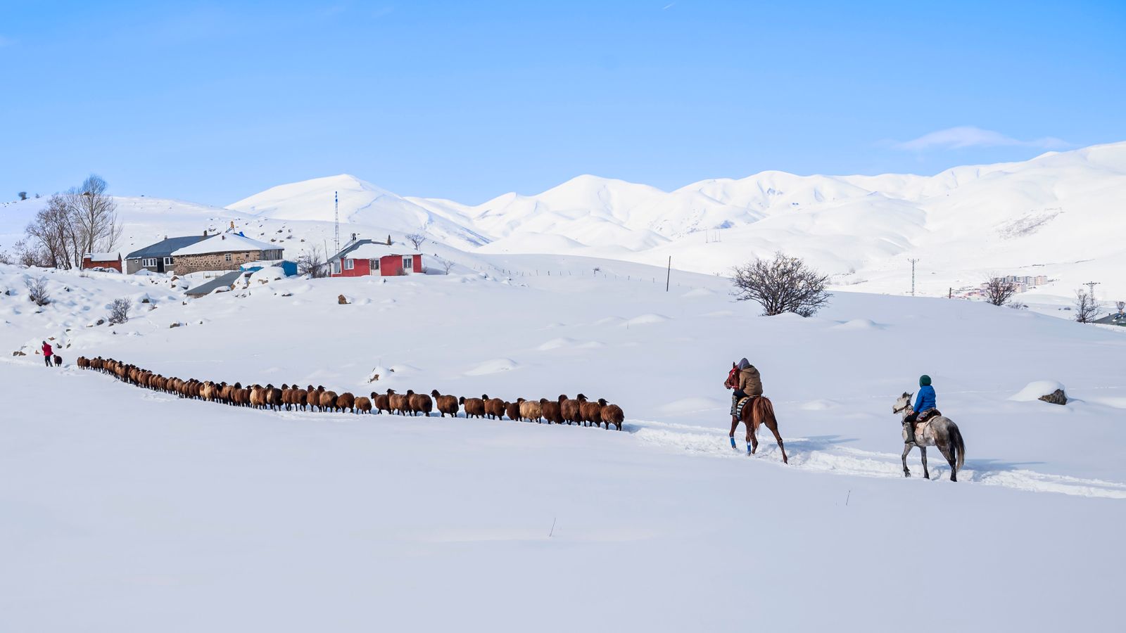 Winter herding scene in snowy mountain landscape, Lesotho